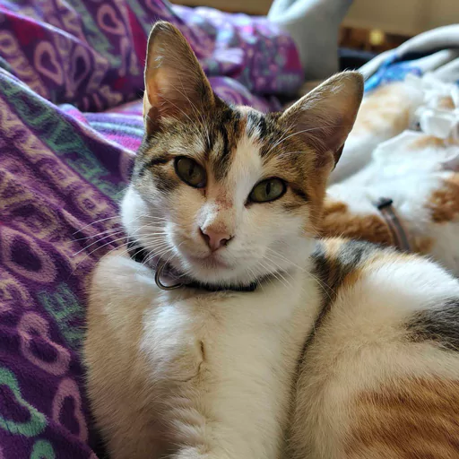 DramatiCat story